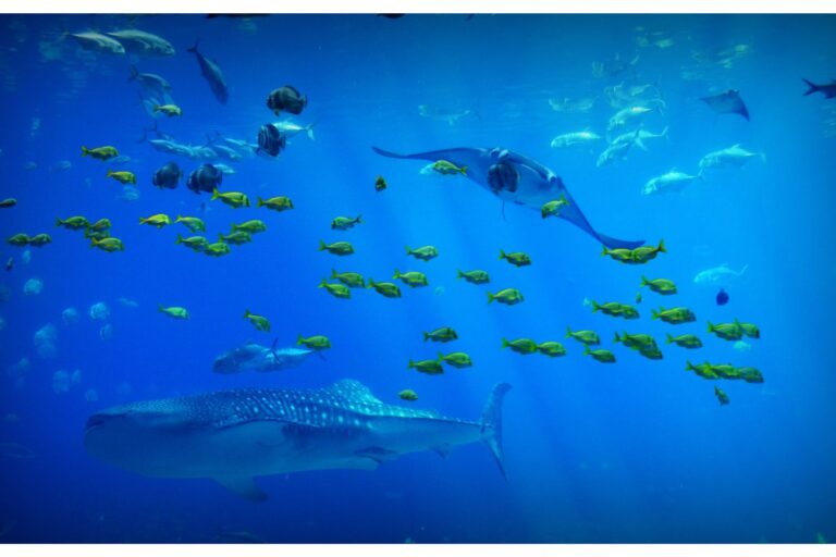 trattato onu alto mare l