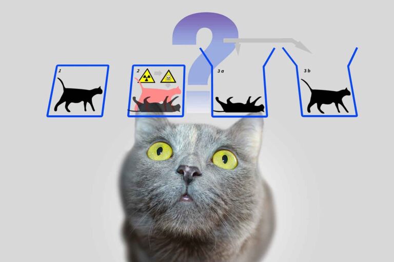 gatto di Schrödinger