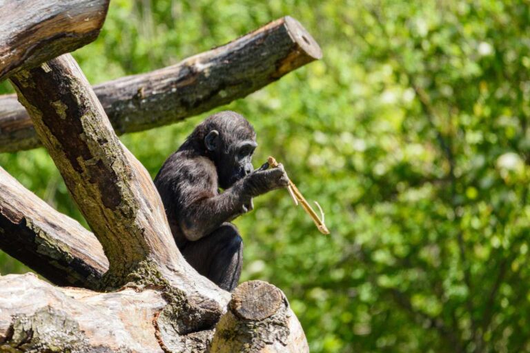 Scimpanzé adolescenti