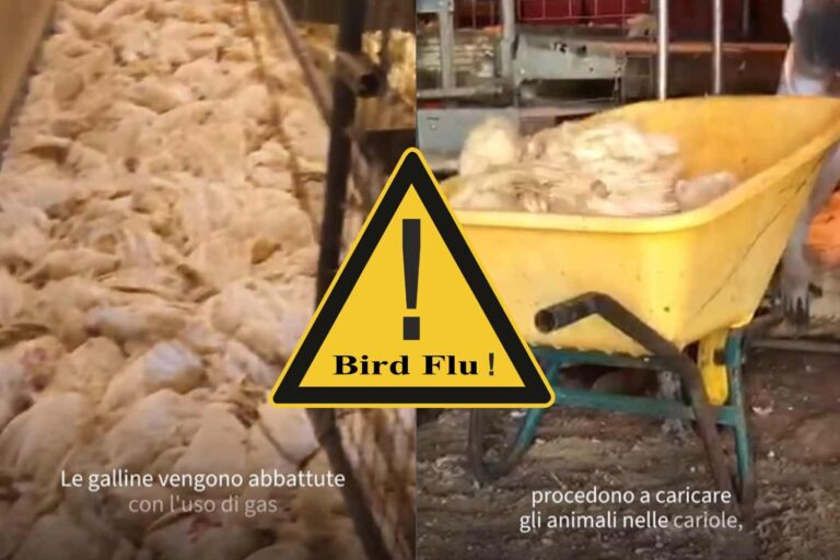 aviaria food for profit