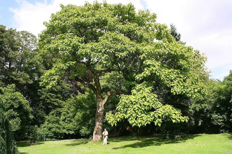 paulownia