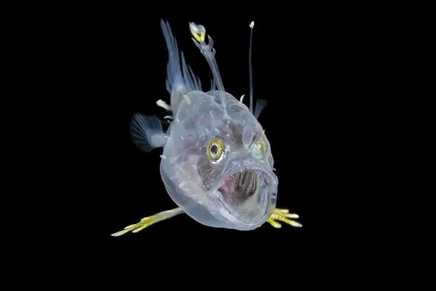 Steven Kovacs - Oceaankunst