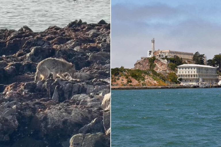 Coyote Alcatraz