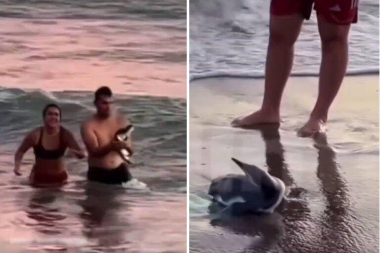 Pinguinio Monte Hermoso