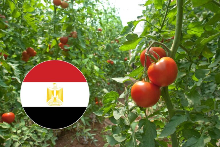 pomodori egitto