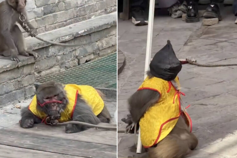 Scimmie incatenate Cina