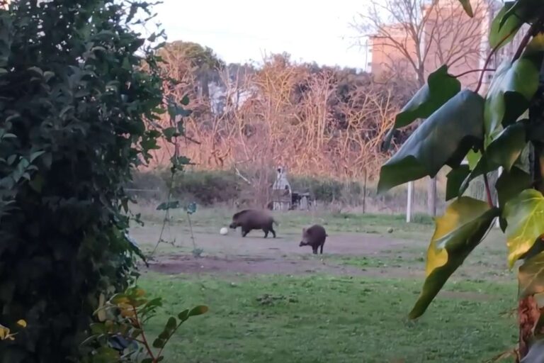 Cinghiali giocano a calcio