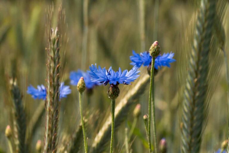 fiordaliso Cyanus segetum