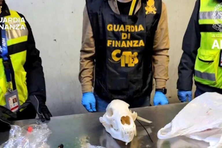 sequestro testa orso