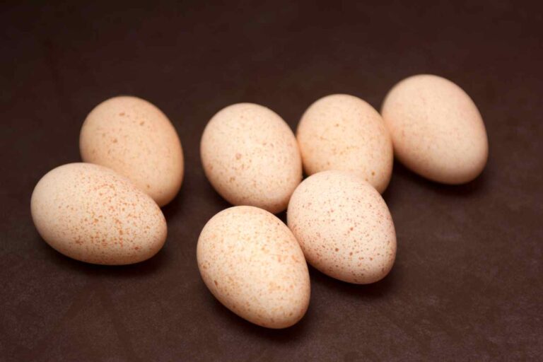 uova di tacchino