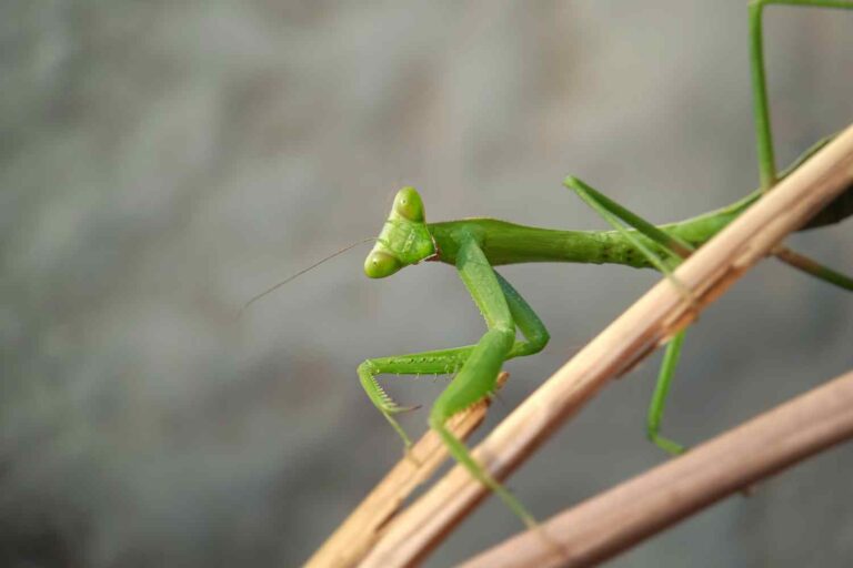 mantide religiosa
