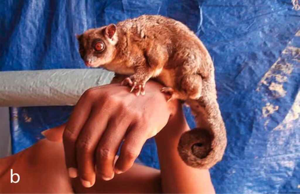 Uitgestorven buideldieren 2