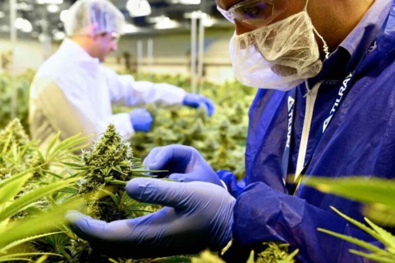 cannabis clinn