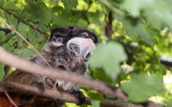 papa tamarin
