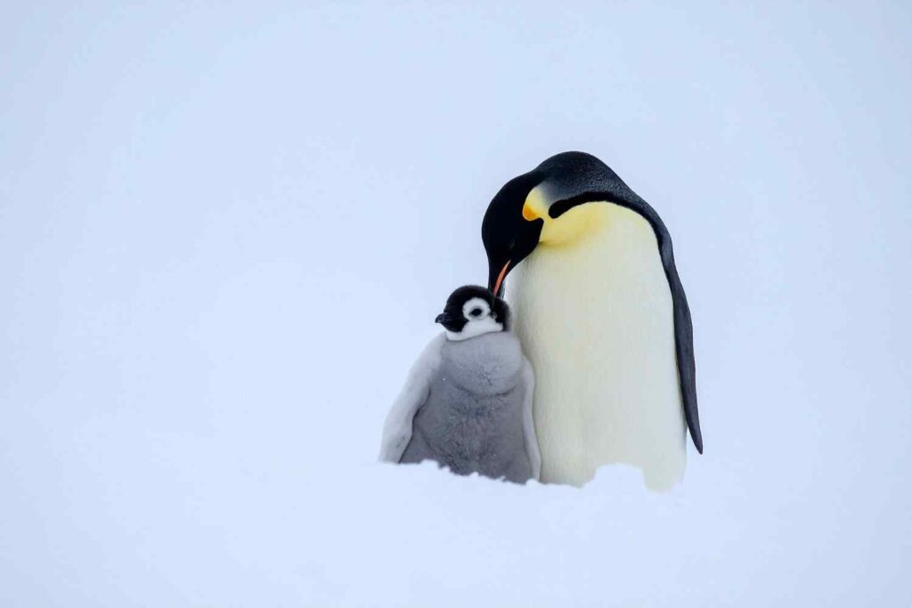 papà regno animale