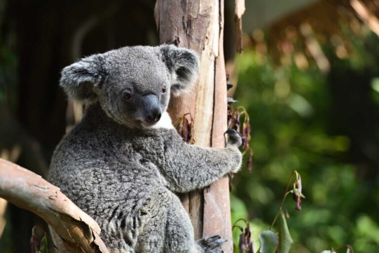 De koala-paradox: ik zal uitleggen hoe ze de regels voor natuurbehoud herschrijven
