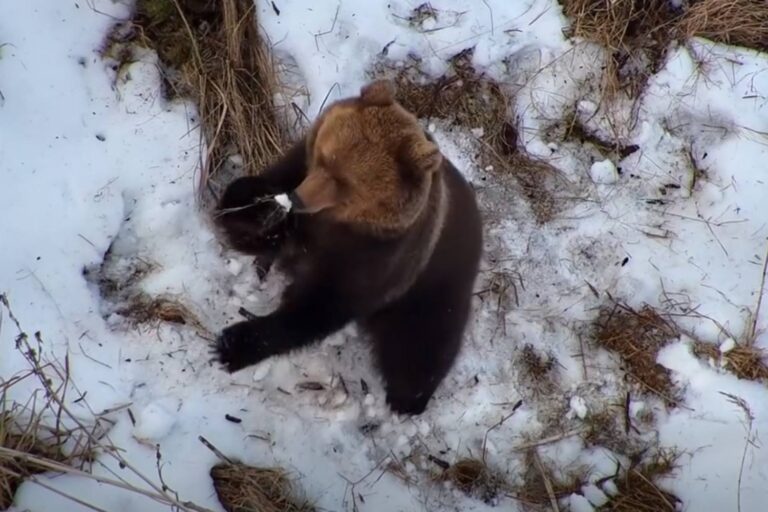 Orso