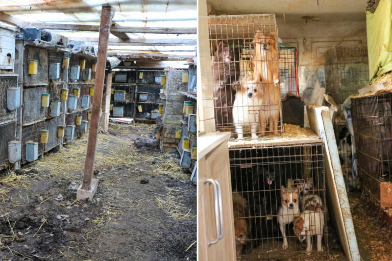 Animali salvati
