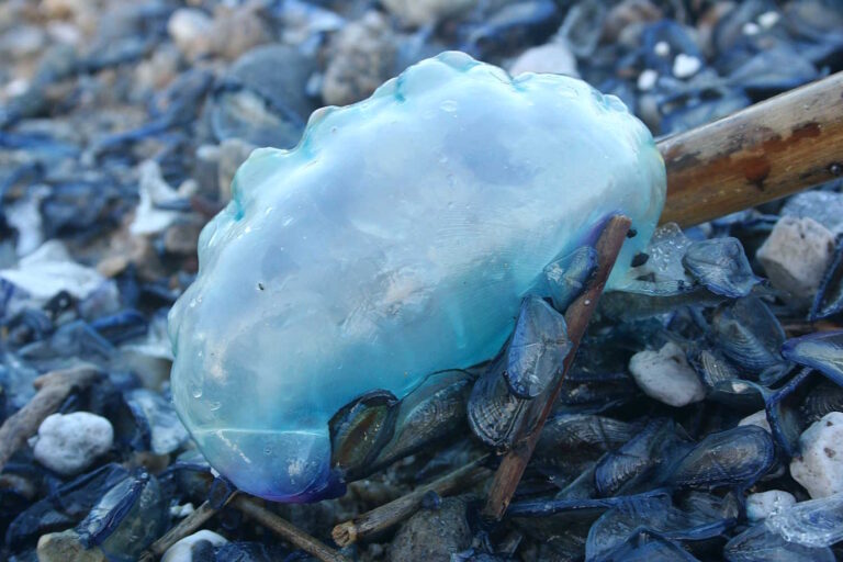 Caravella portoghese