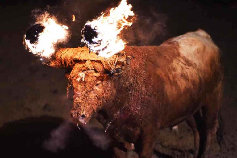 Toro-Jubilo