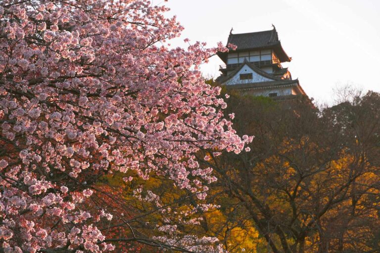 hanami giappone