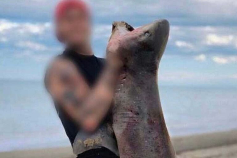 Gattopardo