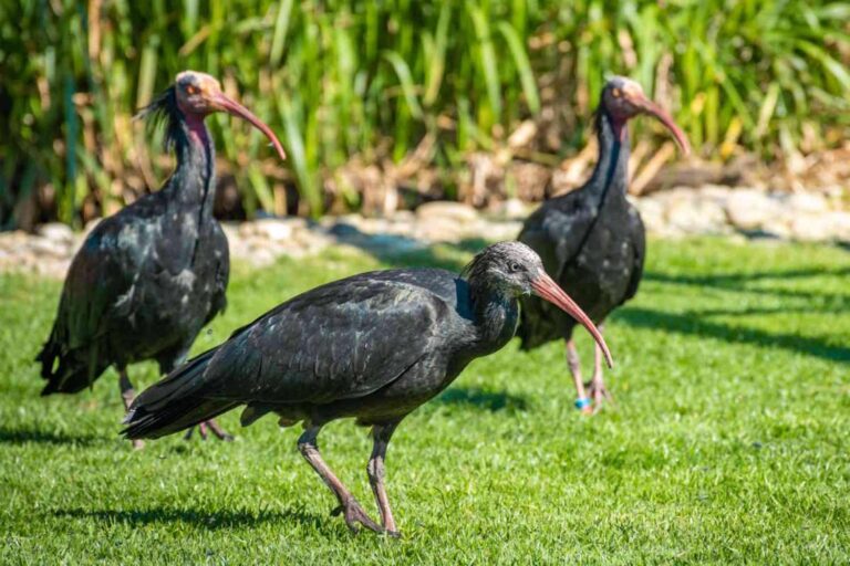Ibis Aviano