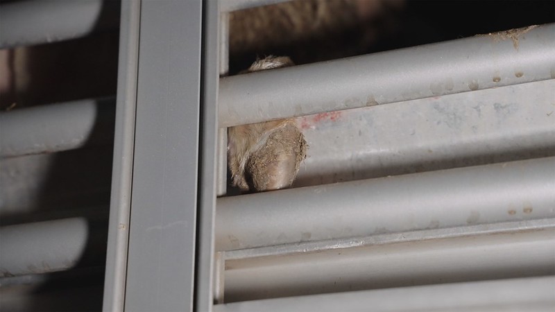 schapen gebroken benen