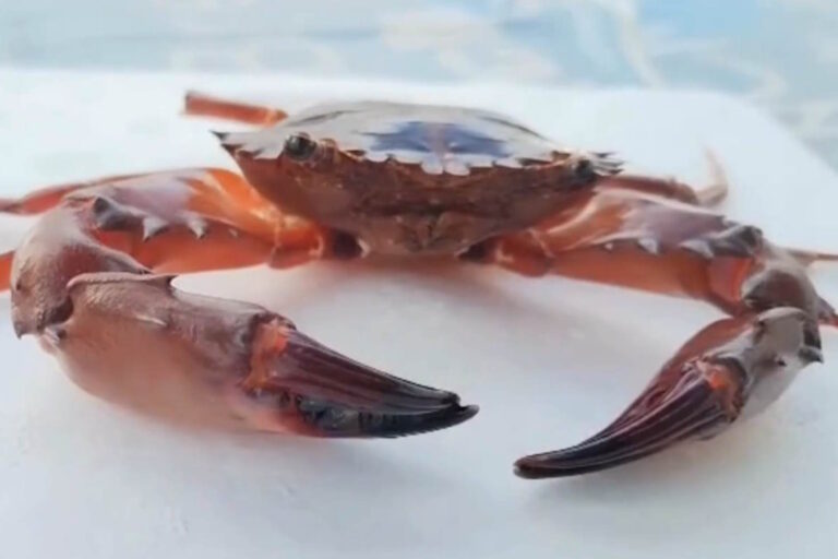 granchio rosso invasivo mar ionio