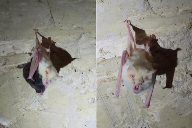 pipistrello albino salento