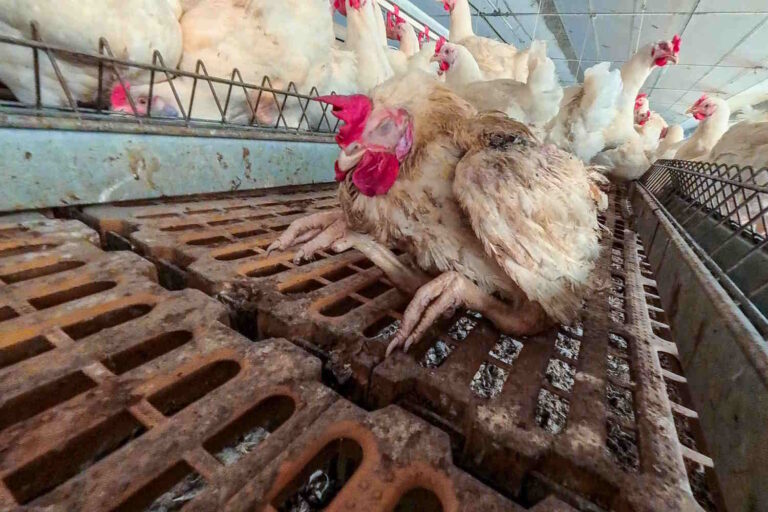 polli allevamento