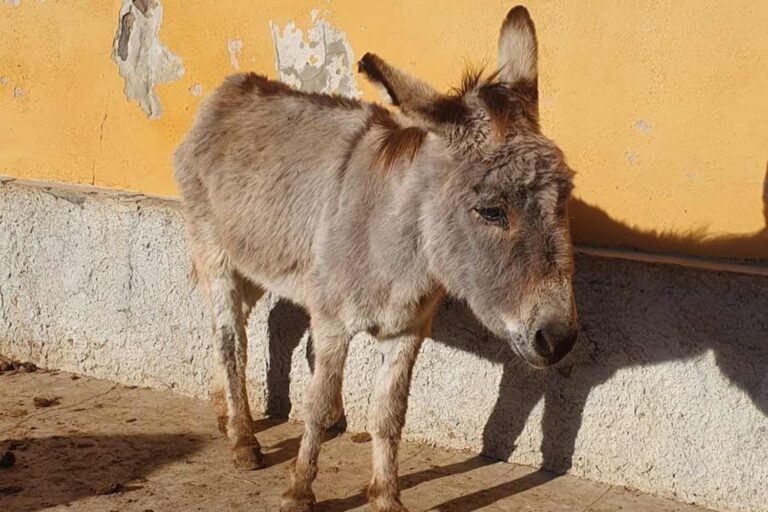 Afscheid van Severino, de grijze ezelmascotte van Asinara stierf op 32-jarige leeftijd (nadat hij tussen gevangenen en toeristen had geleefd)
