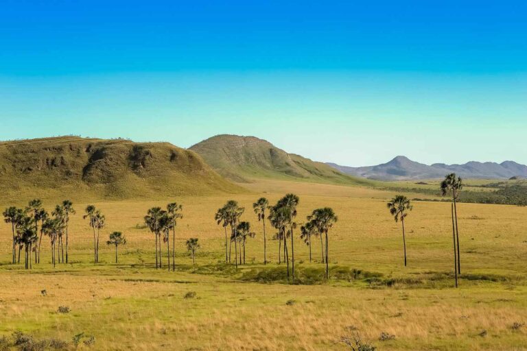 Cerrado, het ecosysteem dat niemand wil redden (maar dat meer koolstof bevat dan de Amazone)

