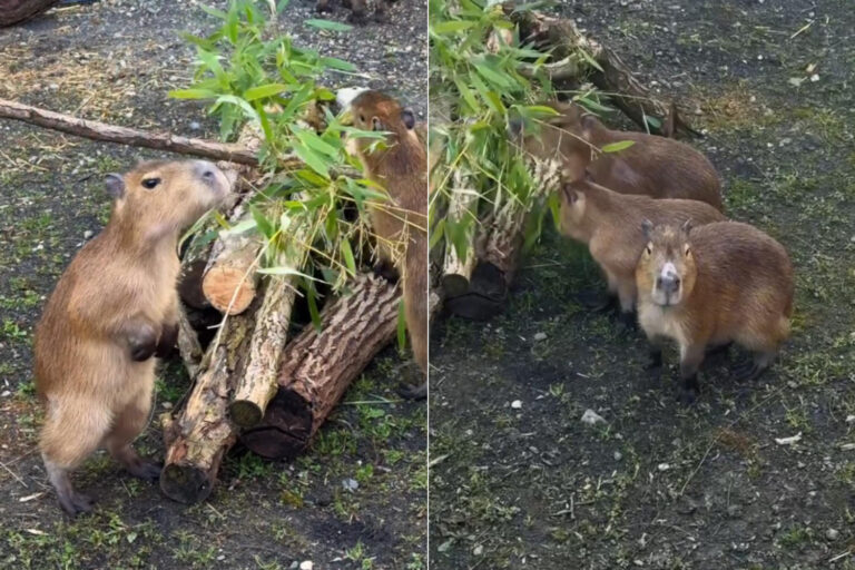 Capibara