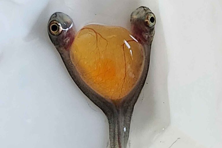salmone siamese