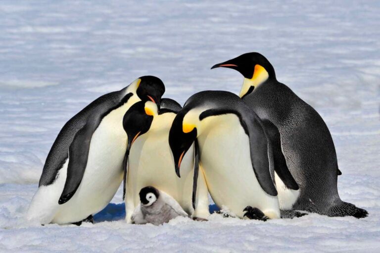 Pinguini Imperatore