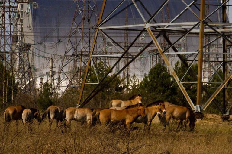 cavalli a Chernobyl