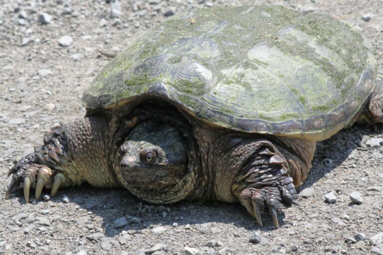 tartaruga azzannatrice