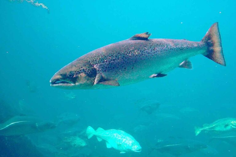 Salmone Atlantico