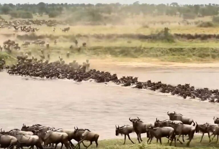 De grote migratie in Afrika is begonnen: bekijk spectaculaire beelden van miljoenen zebra's en gnoes die eindeloze savannes doorkruisen
