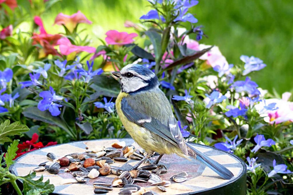uccelli in giardino