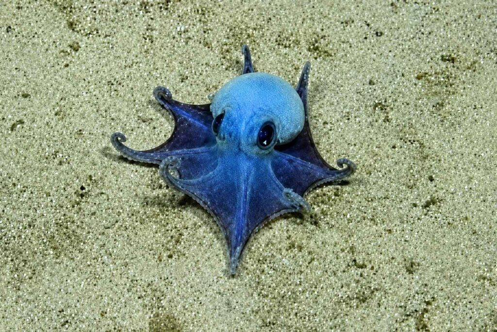 polpo blu