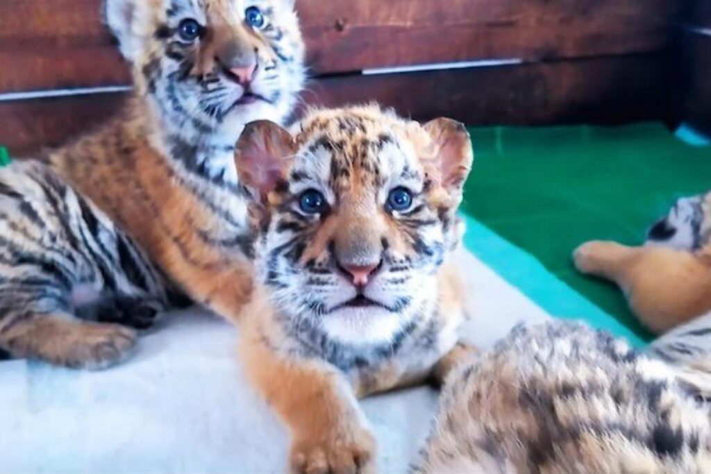 Meer dan 30 (schattige) Siberische tijgerwelpjes geboren in China: de hoop herleeft voor de zeldzame soort (maar ze zullen in gevangenschap blijven)