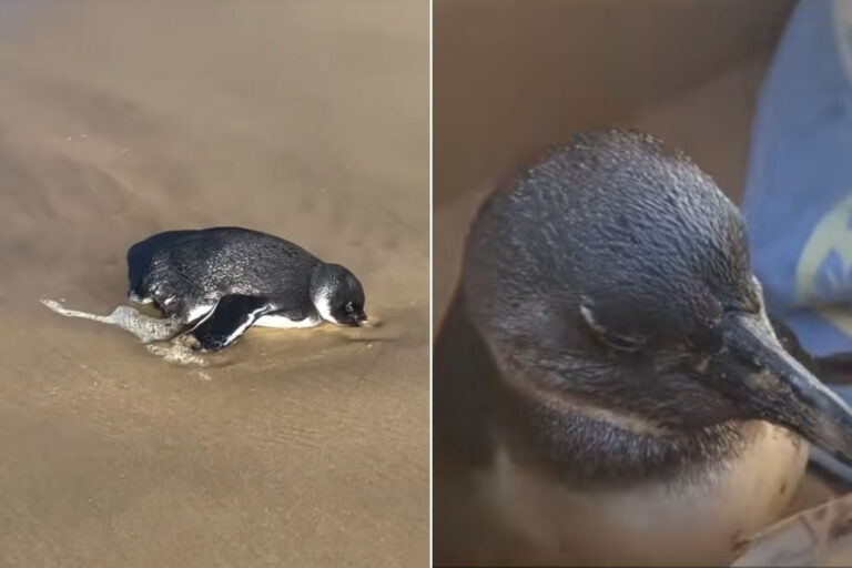 Pinguino africano salvato