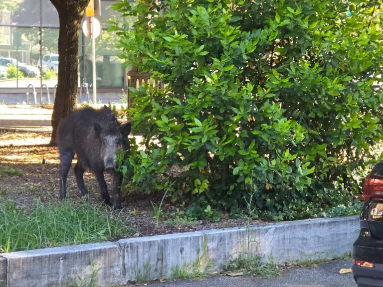 Cinghiale zorgt ervoor dat het verkeer in de wijk Prati in Rome in een neerwaartse spiraal terechtkomt en probeert flatgebouwen binnen te dringen: de politie komt tussenbeide om hem te 'escorteren'
