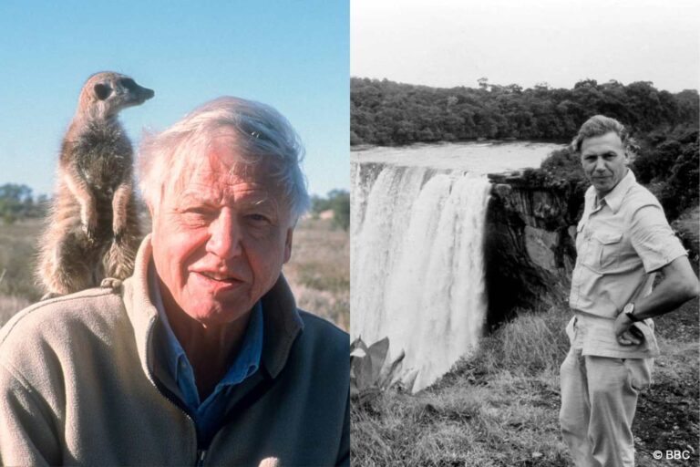 David Attenborough, stem van de natuur, wordt 100 (en blijft ons vertellen over de kwetsbare schoonheid van de aarde)
