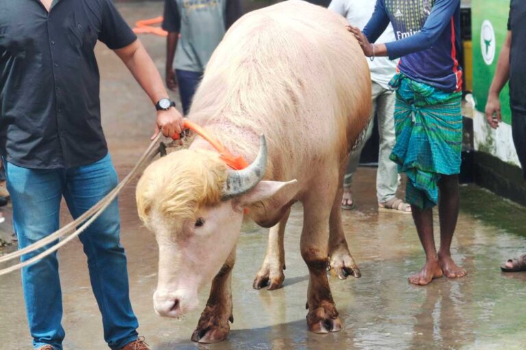 De albino-buffel van Donald Trump is veilig! De ‘dubbelganger’ van de Amerikaanse president zal niet worden afgeslacht voor het islamitische offerfeest
