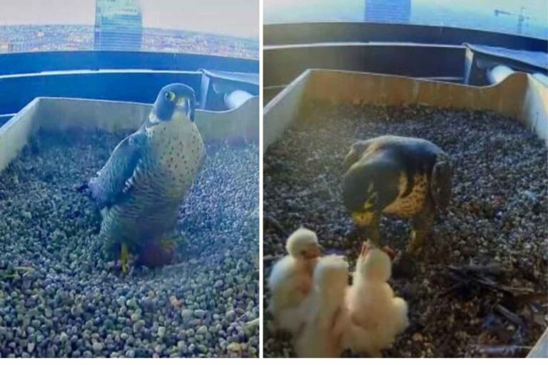 De beste realityshow? Natuur zonder filters! Omdat we dol zijn op webcams die de levens van dieren zo veel onthullen
