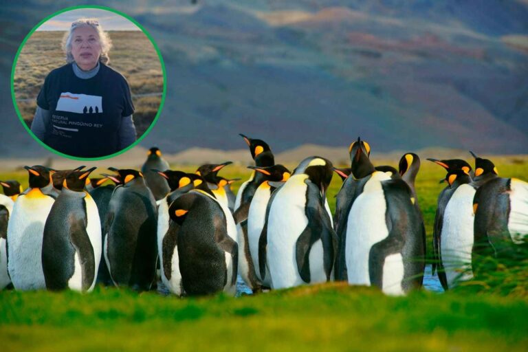De pinguïndame aan het einde van de wereld

