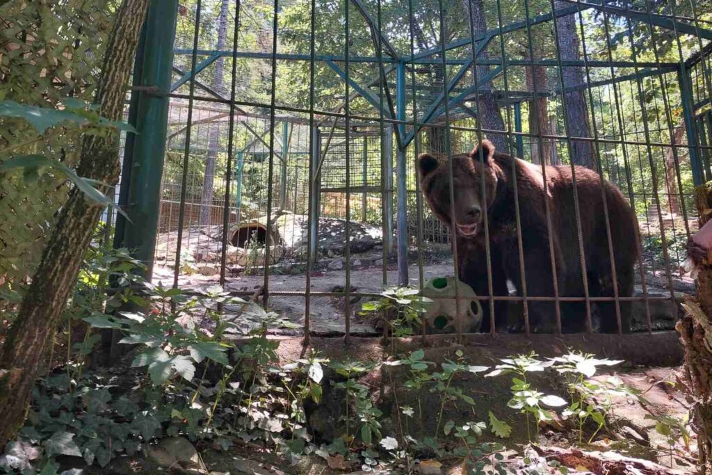 Orso Tim